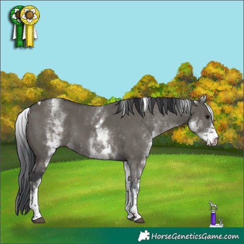 Horse Color:White Spotted Grullo Tobiano 
