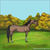 Horse Color:Brown Dun Tobiano 