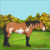 Horse Color:Bay Frame