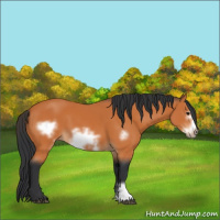 Horse Color:Bay Frame 