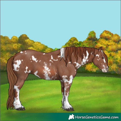 Horse Color:White Spotted Chestnut Sabino