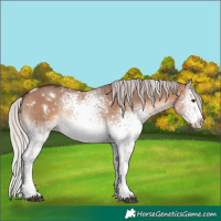 Horse Color:White Spotted Silver Brown Dun 