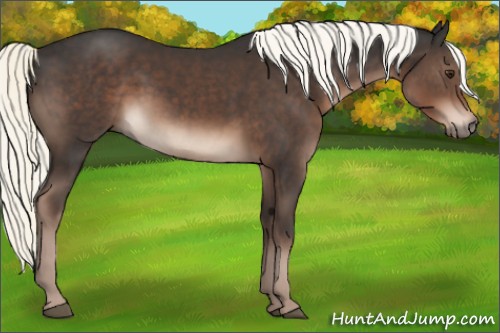 Horse Color:Liver Chestnut Mushroom 