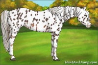 Horse Color:Liver Chestnut Mushroom Appaloosa 