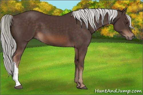 Horse Color:Liver Chestnut Mushroom 
