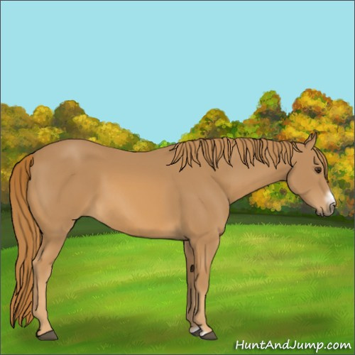 Horse Color:Chestnut Frame 