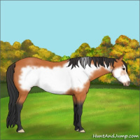 Horse Color:Bay Frame 