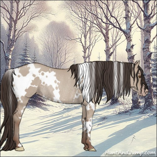 Horse Color:White Spotted Classic Champagne Dun Rabicano 