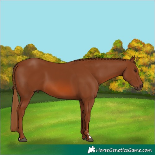 Horse Color:Chestnut Rabicano 