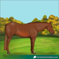 Horse Color:Chestnut Rabicano 