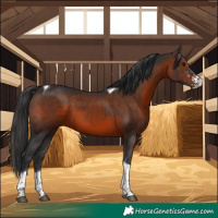 Horse Color:Brown Sabino Tobiano 