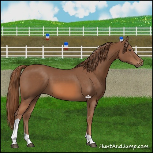 Horse Color:Chestnut Tobiano 