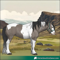 Horse Color:Grullo Splash Tobiano 