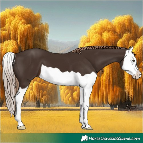 Horse Color:Liver Chestnut Splash 