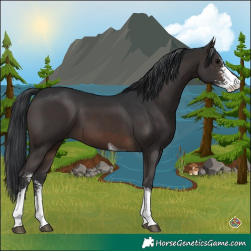 Horse Color:Brown Sabino Tobiano