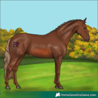 Horse Color:Chestnut 