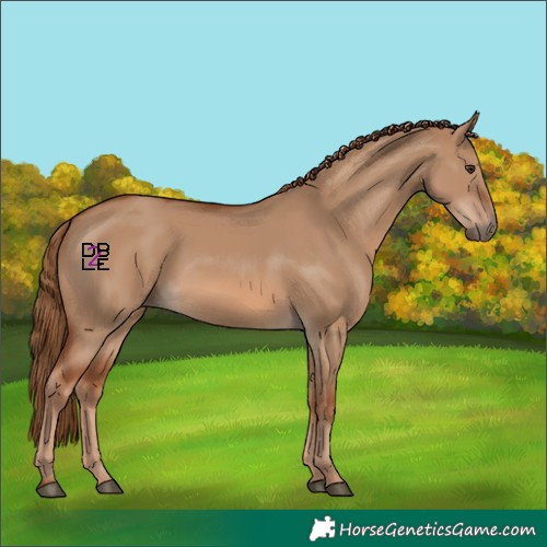 Horse Color:Red Dun
