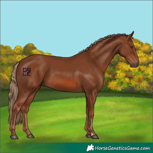 Horse Color:Chestnut 