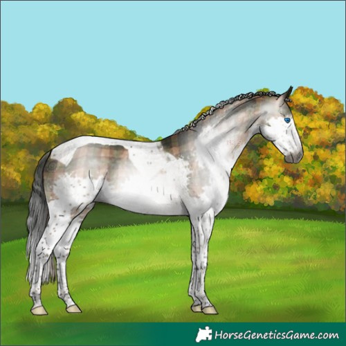 Horse Color:Gray Plaid White Spotted Bay Splash Tobiano