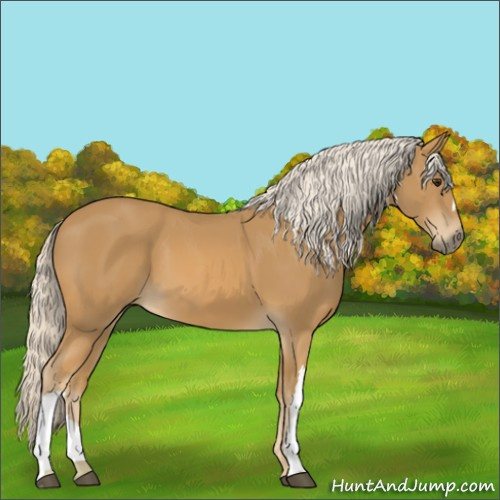 Horse Color:Palomino