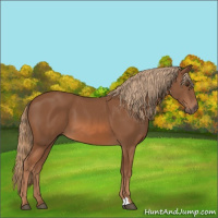 Horse Color:Chestnut 