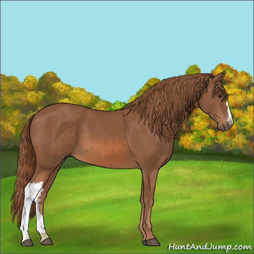 Horse Color:Chestnut 