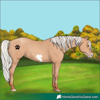 Horse Color:Silver Amber Champagne Frame 