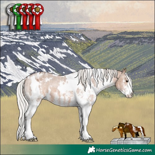 Horse Color:White Spotted Silver Brown Dun Appaloosa 