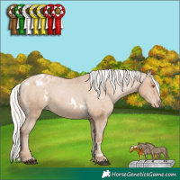 Horse Color:White Spotted Silver Black Pearl Sabino Appaloosa 