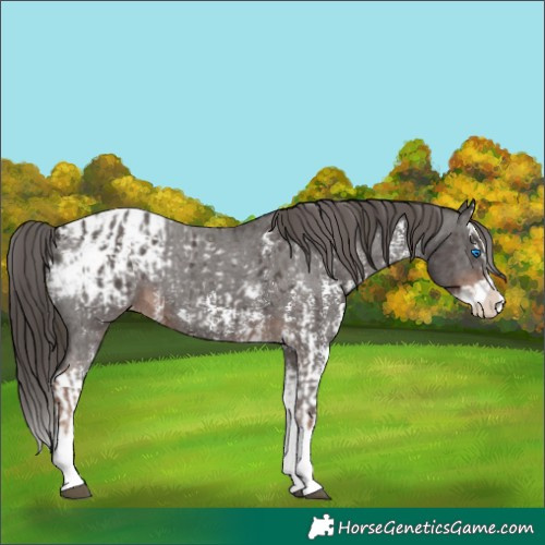Horse Color:Liver Chestnut Sabino Splash Appaloosa  and Liver Chestnut Sabino Splash Appaloosa 
