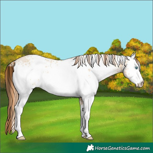 Horse Color:White Spotted Buckskin Pearl Dun 