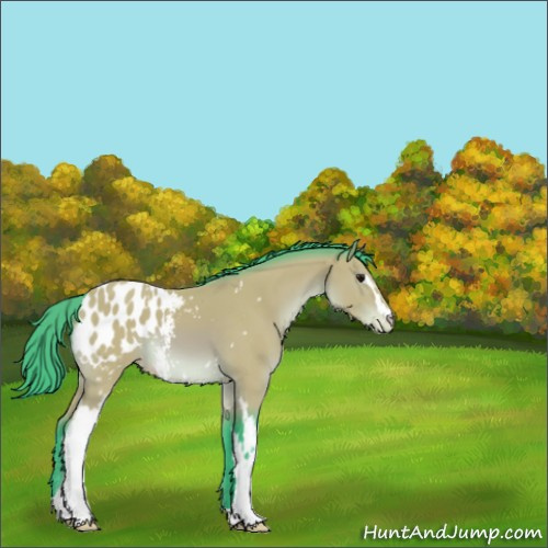 Horse Color:Watercolor White Spotted Bay Appaloosa 