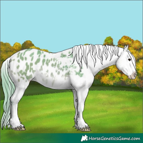 Horse Color:Watercolor White Spotted Bay Appaloosa 