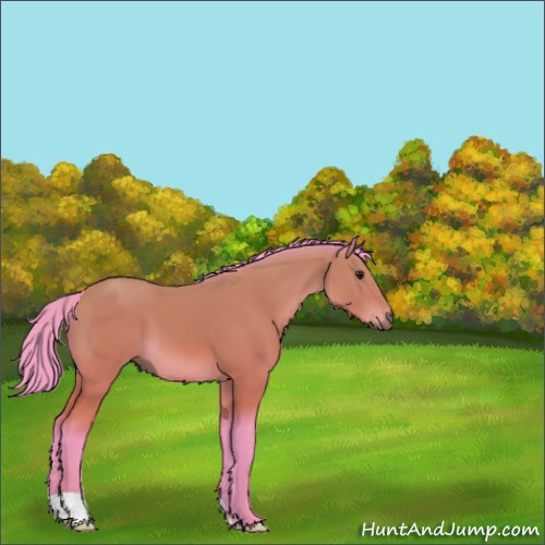 Horse Color:Watercolor Buckskin 