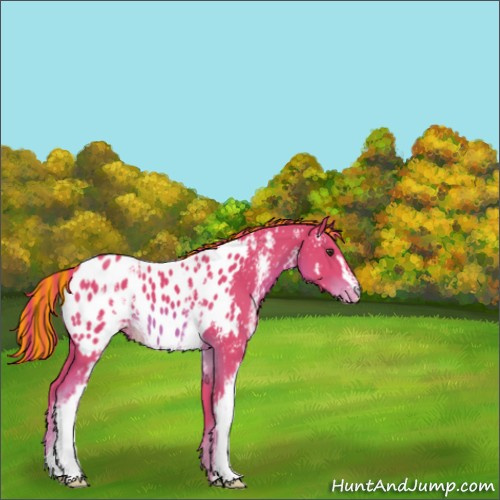 Horse Color:Painted Watercolor White Spotted Chestnut Appaloosa 
