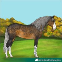 Horse Color:Silver Buckskin 