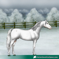 Horse Color:Silver Brown Appaloosa