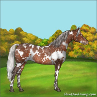 Horse Color:White Spotted Silver Brown Snowflake Varnish Rabicano 