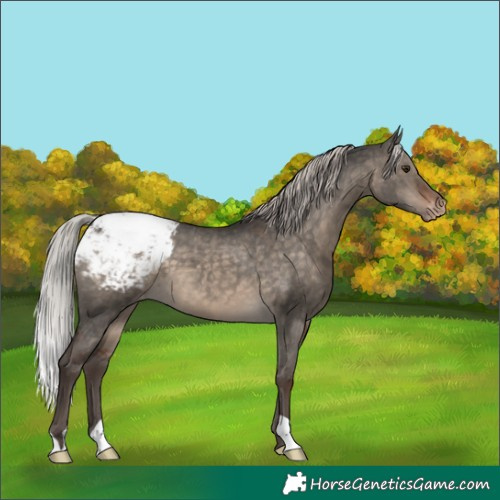 Horse Color:Silver Brown Dun Snowcap