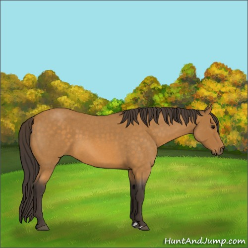 Horse Color:Buckskin Roan 