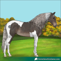 Horse Color:Silver Black Tobiano 