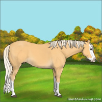 Horse Color:Palomino Splash 