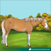 Horse Color:Palomino Splash 