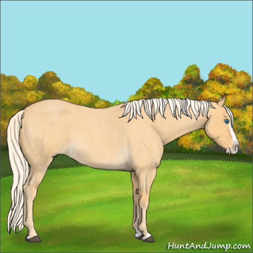 Horse Color:Palomino Roan Splash
