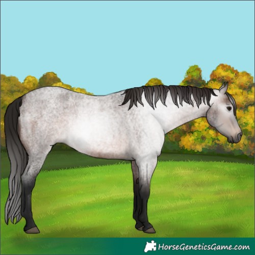 Horse Color:Gray Bay Roan 