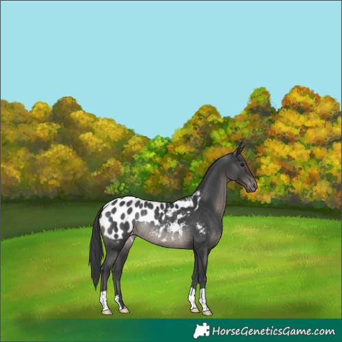 Horse Color:Black Appaloosa Rabicano 