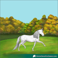 Horse Color:Gray Bay Splash Tobiano Rabicano 
