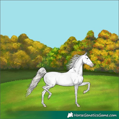 Horse Color:Palomino Pearl Dun Splash Appaloosa 