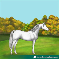 Horse Color:Gray Liver Red Dun Splash Near Leopard