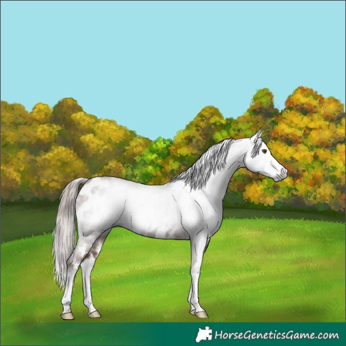 Horse Color:Gray Chestnut Splash Appaloosa 